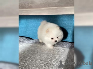 Photo №3. Sweet Pomeranian Zwergspitz puppies. Germany