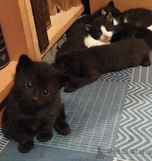 Photo №4. I will sell russian blue in the city of Brasschaat. private announcement - price - 320$