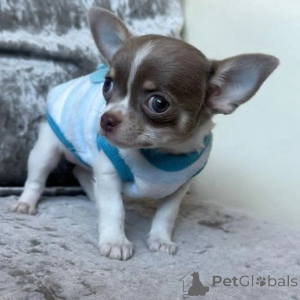 Photo №1. chihuahua - for sale in the city of Nuremberg | negotiated | Announcement № 152847