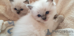 Additional photos: Vaccinated Ragdoll Kittens ready for Sale to loving homes