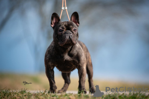 Photo №1. french bulldog - for sale in the city of Belgrade | negotiated | Announcement № 97642