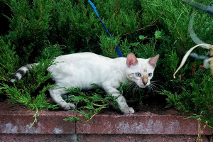Photo №3. Snow bengal kitten. Belarus