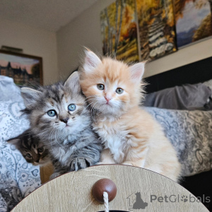 Photo №1. siberian cat - for sale in the city of Bois Kolomb | 485$ | Announcement № 171846