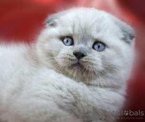 Photo №1. scottish fold - for sale in the city of Kiev | 550$ | Announcement № 15702