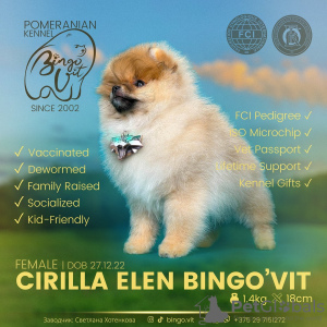 Photo №4. I will sell german spitz, german spitz, pomeranian in the city of Vitebsk. from the shelter, breeder - price - 2113$