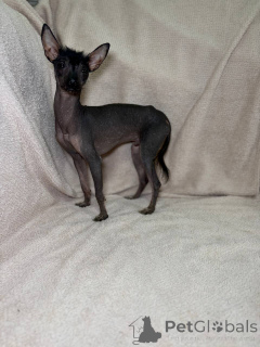Photo №4. I will sell mexican hairless dog in the city of Minsk. breeder - price - 403$
