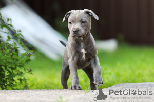 Additional photos: American Staffordshire Bull Terrier girls