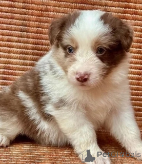 Photo №2 to announcement № 143521 for the sale of welsh corgi - buy in Austria breeder