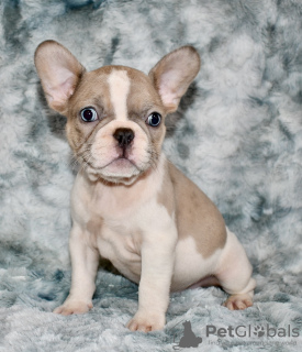 Photo №1. french bulldog - for sale in the city of Woltersdorf | negotiated | Announcement № 52287