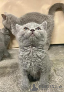 Photo №2 to announcement № 95808 for the sale of british shorthair - buy in Germany from nursery, from the shelter, breeder