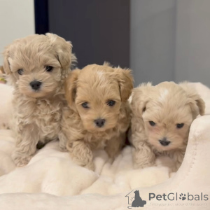 Photo №1. maltipu - for sale in the city of Dijon | negotiated | Announcement № 167213