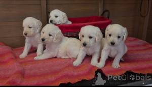 Photo №1. labradoodle - for sale in the city of Hudiksvall | negotiated | Announcement № 169701