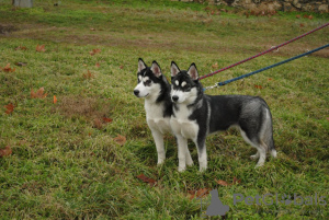 Photo №2 to announcement № 9125 for the sale of siberian husky - buy in Ukraine private announcement, breeder