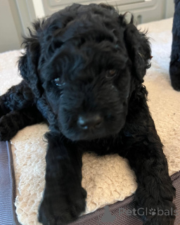Photo №4. I will sell portuguese water dog in the city of Lisbon. private announcement, breeder - price - 723$