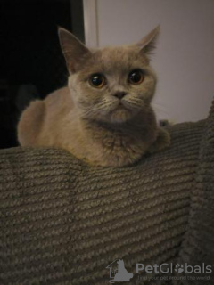 Photo №2 to announcement № 96592 for the sale of british shorthair - buy in Switzerland private announcement