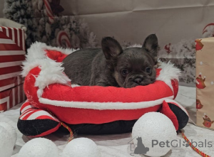 Photo №4. I will sell  in the city of Albert Park.  - price - 350$