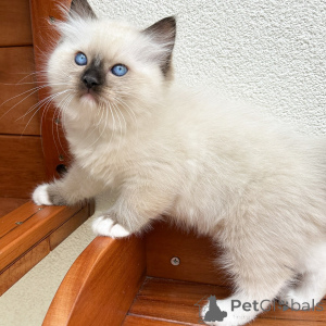 Photo №1. ragdoll - for sale in the city of Prague | negotiated | Announcement № 171357