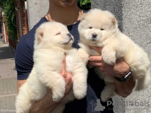 Photo №1. chow chow - for sale in the city of Vienna | negotiated | Announcement № 77598