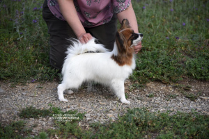 Photo №3. Promising girl papillon age 7 months. Russian Federation