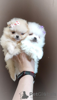 Photo №4. I will sell pomeranian in the city of Minsk. breeder - price - 264$