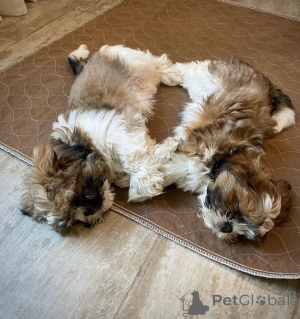 Photo №4. I will sell shih tzu in the city of Helsinki.  - price - 568$