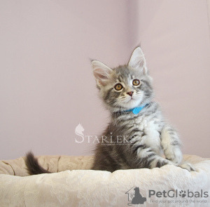 Photo №1. maine coon - for sale in the city of St. Petersburg | negotiated | Announcement № 18098