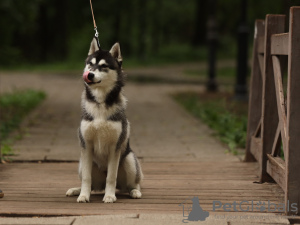 Photo №2 to announcement № 39420 for the sale of siberian husky - buy in Russian Federation private announcement, from nursery
