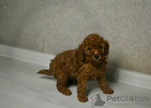 Photo №3. Miniature poodle puppy. Belarus