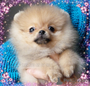 Photo №3. Pomeranian Spitz puppies, mini boo.. Georgia