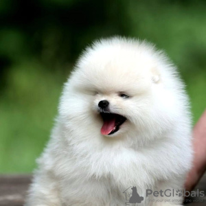 Photo №3. Beautiful puppies of Pomeranian spitz. Austria