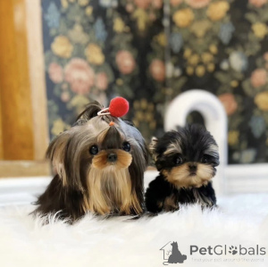 Photo №2 to announcement № 158875 for the sale of non-pedigree dogs - buy in United States private announcement, from nursery