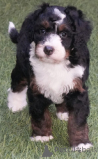 Photo №1. non-pedigree dogs - for sale in the city of Bogumin | negotiated | Announcement № 169264