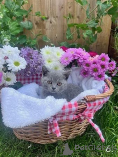 Photo №2 to announcement № 108598 for the sale of british shorthair - buy in Germany private announcement, from nursery, from the shelter, breeder