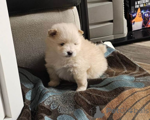 Photo №1. pomeranian - for sale in the city of Antwerp | 258$ | Announcement № 161432