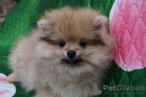 Photo №2 to announcement № 43945 for the sale of pomeranian - buy in Russian Federation breeder