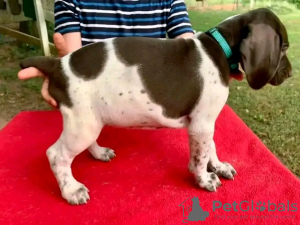 Photo №1. german shorthaired pointer - for sale in the city of Франкфурт-на-Майне | 634$ | Announcement № 120860