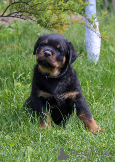 Photo №4. I will sell rottweiler in the city of Bobruisk. from nursery - price - 1057$