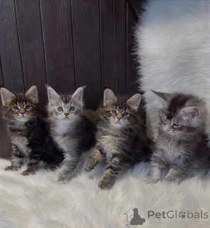 Photo №2 to announcement № 161196 for the sale of maine coon - buy in United States breeder