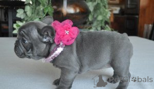Photo №1. french bulldog - for sale in the city of Ramstein-Miesenbach | 578$ | Announcement № 166056