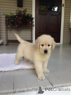 Photo №2 to announcement № 168392 for the sale of golden retriever - buy in Germany breeder