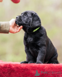 Photo №2 to announcement № 160259 for the sale of labrador retriever - buy in United Kingdom private announcement
