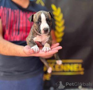 Photo №1. american staffordshire terrier - for sale in the city of Obrenovac | negotiated | Announcement № 177661
