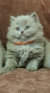 Photo №1. british longhair - for sale in the city of Voronezh | negotiated | Announcement № 6377