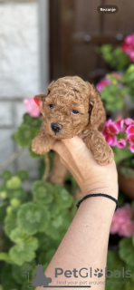 Additional photos: Toy and mini poodle puppies