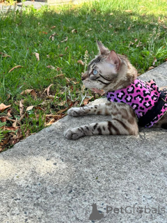 Photo №1. bengal cat - for sale in the city of Basel | 706$ | Announcement № 152642
