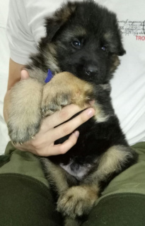 Additional photos: D / w puppies of black and black color