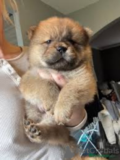 Photo №2 to announcement № 157198 for the sale of chow chow - buy in Germany private announcement, breeder