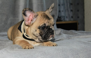Photo №1. french bulldog - for sale in the city of New York | 3000$ | Announcement № 6990