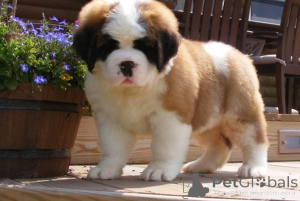 Photo №1. st. bernard - for sale in the city of Prague | negotiated | Announcement № 167453