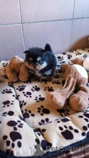 Photo №1. chihuahua - for sale in the city of Dresden | negotiated | Announcement № 164307